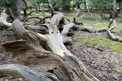 Ashurst Wood