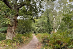 Matley Wood