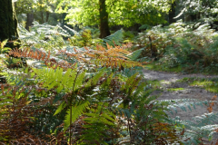 Matley Wood