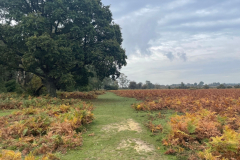 Matley Wood