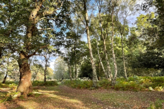 Matley Wood