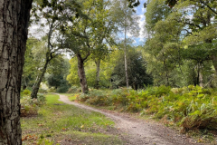 Matley Wood