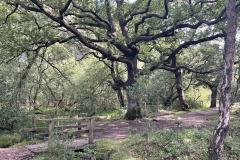 Ashurst Wood