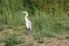 A heron at Keeping Marsh