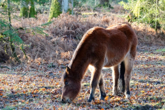 Highland water gallery - 976 - 5