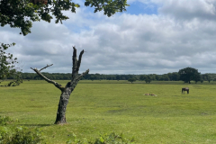 Balmer Lawn from Hollands Wood