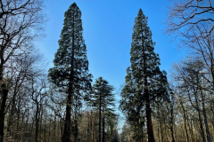 Burley gallery - 976 - Rhinefield