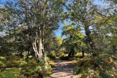 Hincheslea Wood