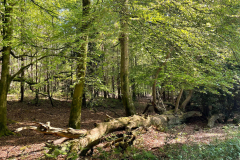 wilverley6_976