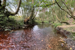 Stream at Holmsley
