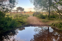 Holmesley stream