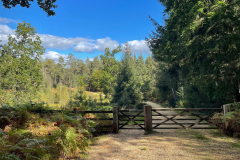 eagleoak1_976 eagleoak1_976