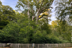 eagleoak4_976 eagleoak4_976