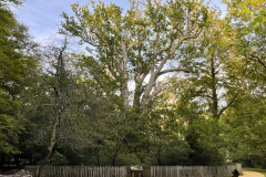 eagleoak5_976