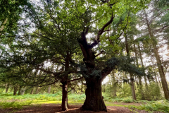 eagleoak6_976