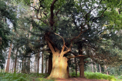 Eagle Oak