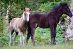 eagleoak8_976 eagleoak8_976