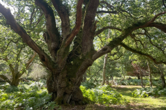The Undersley Oak