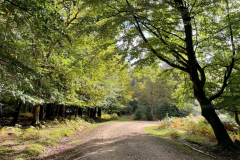 Anderwood