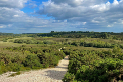 burley_turfhill3_976