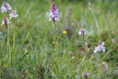 burley_turfhill5_976