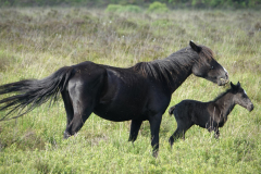 burley_turfhill7_976