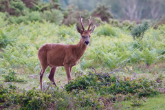 burley_turfhill9_976