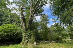 The Knightwood Oak