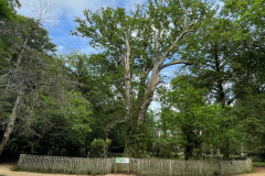 The Knightwood Oak