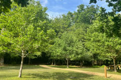 Monarchs Grove