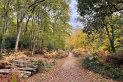 Autumn at Bramshaw Wood