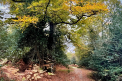 Autumn at Bramshaw Wood