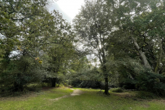 Bramshaw Wood