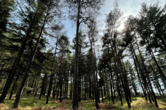 Sloden Inclosure