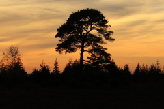 Sunset on Fritham Plain