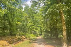 Bramshaw Wood