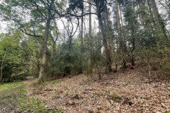 Godshill Wood in springtime