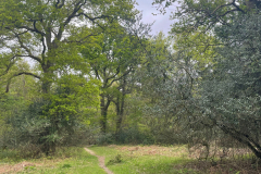 Godshill Wood in springtime