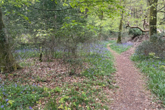 Godshill Wood in springtime