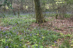 Godshill Wood in springtime