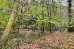 Godshill Wood in springtime