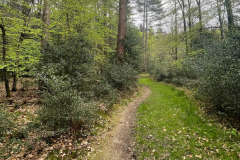 Godshill Wood in springtime