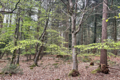 Godshill Wood in springtime