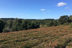 Acres Down