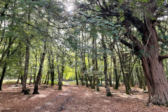 Denny Wood