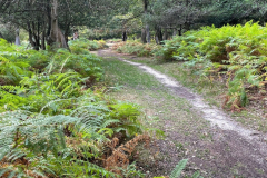 Denny Wood
