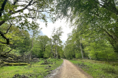Beechen Lane nr Lyndhurst