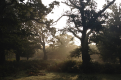 dennywood1_976