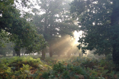dennywood2_976
