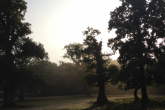 dennywood3_976